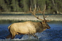 Elk (Cervus elaphus) bull crossing a river