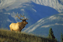Elk (Cervus elaphus) large bull standing alert in meadow with mountains behind