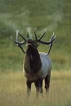 Elk (Cervus elaphus) bull bugling