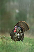 Wild Turkey (Meleagris gallopavo) adult male strutting with tail spread, eastern North America