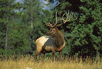 Elk (Cervus elaphus) alert bull in meadow at forest's edge