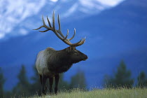 Elk (Cervus elaphus) large bull in mountain meadow