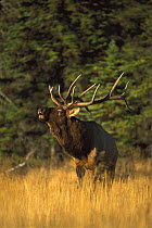 Elk (Cervus elaphus) side view of large male bugling