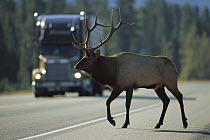 Elk (Cervus elaphus) large bull crossing road in front of semi truck