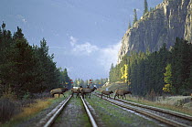 Elk (Cervus elaphus) large bull and harem of cows crossing railroad tracks in the mountains
