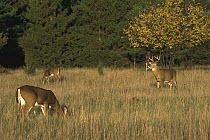 White-tailed Deer (Odocoileus virginianus) buck watching over does in meadow