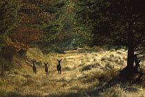 White-tailed Deer (Odocoileus virginianus) two does and a fawn, backlit, standing alert in dewy morning meadow at forest's edge
