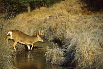 White-tailed Deer (Odocoileus virginianus) ten point buck crossing stream, fall