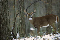 White-tailed Deer (Odocoileus virginianus) eight point buck in winter woods