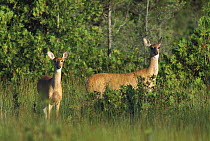 White-tailed Deer (Odocoileus virginianus) two alert does, summer