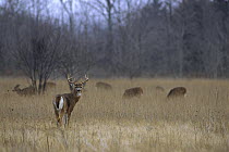White-tailed Deer (Odocoileus virginianus) ten point buck in meadow with grazing does