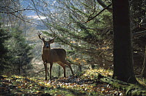 White-tailed Deer (Odocoileus virginianus) ten point buck backlit in forest
