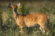 White-tailed Deer (Odocoileus virginianus) young male portrait North America