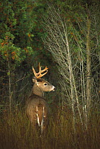 White-tailed Deer (Odocoileus virginianus) buck entering cedar forest, looking back over his shoulder