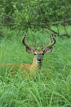 White-tailed Deer (Odocoileus virginianus) ten point buck in velvet, in tall green grass