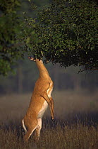 White-tailed Deer (Odocoileus virginianus) doe standing on hind legs feeding in apple tree