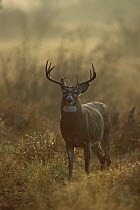 White-tailed Deer (Odocoileus virginianus) ten point buck in standing in meadow in summer fog