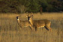 White-tailed Deer (Odocoileus virginianus) two year old buck with yearling spike buck in meadow