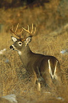 White-tailed Deer (Odocoileus virginianus) alert ten point buck