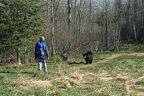 Black Bear (Ursus americanus) encountering a hiker on a trail