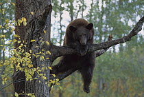 Black Bear (Ursus americanus) adult lounging in tree