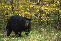 Black Bear (Ursus americanus) large adult in decidious forest
