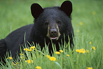 Black Bear (Ursus americanus) close-up portrait of adult in green grass among Dandelions