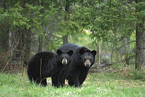Black Bear (Ursus americanus) sow with yearling cub