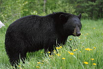 Black Bear (Ursus americanus) portrait of adult in green grass among Dandelions