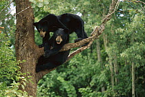 Black Bear (Ursus americanus) two playful yearling cubs in tree, northern Minnesota