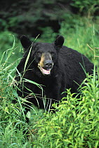 Black Bear (Ursus americanus) close-up portrait of adult in green grass