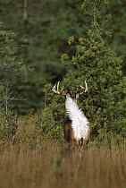 White-tailed Deer (Odocoileus virginianus) mature buck fleeing into forest showing underside of white tail
