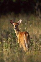 White-tailed Deer (Odocoileus virginianus) young male looking back in fall meadow