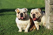 English Bulldog (Canis familiaris) two adults panting