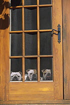 English Bulldog (Canis familiaris) three adults looking out of screen door
