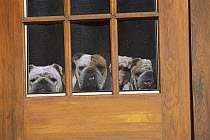 English Bulldog (Canis familiaris) three adults looking out of screen door