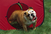 English Bulldog (Canis familiaris) playing in tent