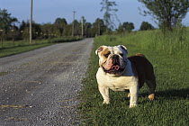 English Bulldog (Canis familiaris) along the road