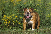English Bulldog (Canis familiaris) portrait