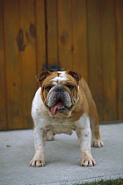 English Bulldog (Canis familiaris) portrait