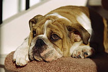 English Bulldog (Canis familiaris) puppy resting