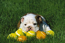 English Bulldog (Canis familiaris) puppy laying on grass with tennis balls, tired after playing