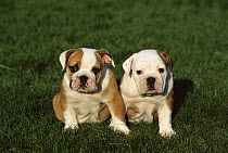 English Bulldog (Canis familiaris) two puppies sitting in grass