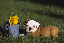 English Bulldog (Canis familiaris) puppy with sunflower