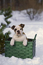 English Bulldog (Canis familiaris) young dog sitting in basket in the snow