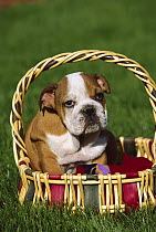 English Bulldog (Canis familiaris) puppy sitting in basket