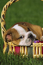 English Bulldog (Canis familiaris) puppy resting in basket