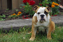 English Bulldog (Canis familiaris) puppy portrait