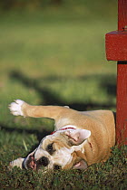 English Bulldog (Canis familiaris) puppy rolling in grass