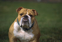 English Bulldog (Canis familiaris) adult portrait